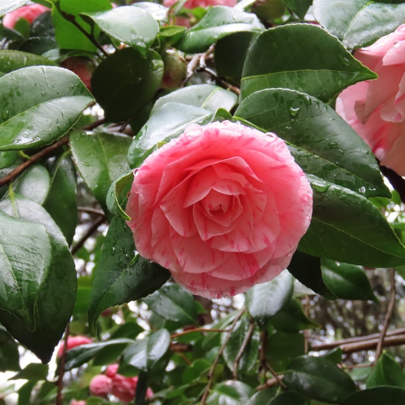 Camellia