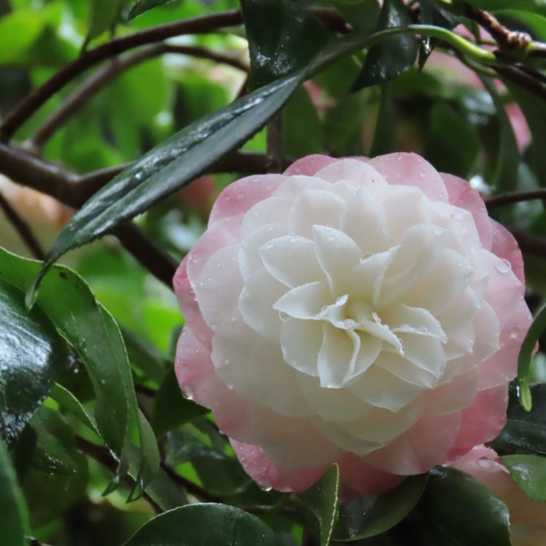 Camellia