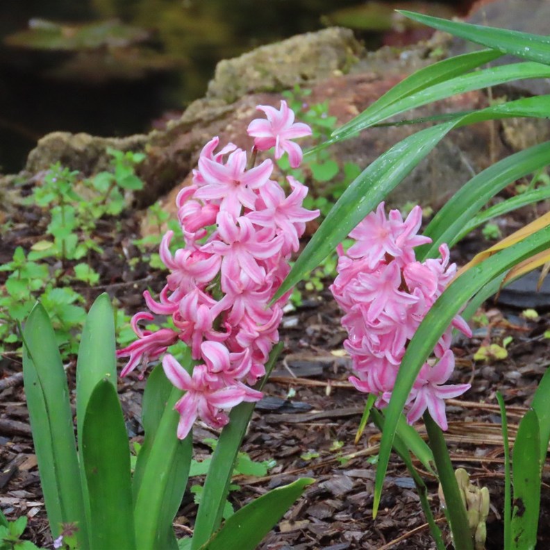 Garden Hyacinth