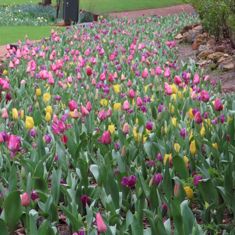 Tulips