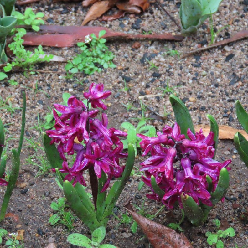 Garden Hyacinth