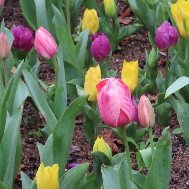 Tulips