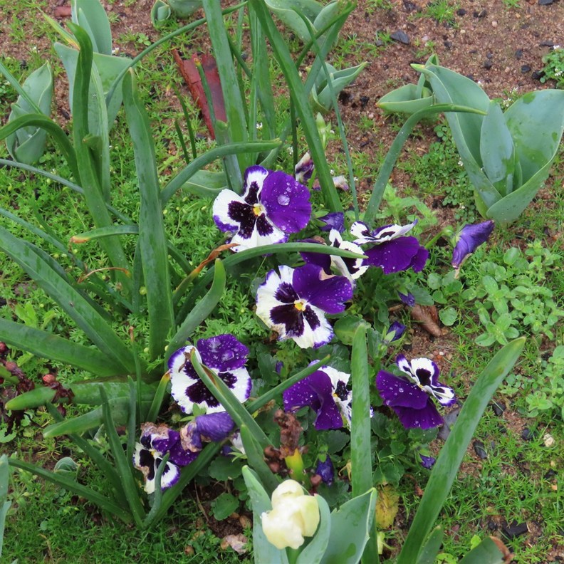 Pansy