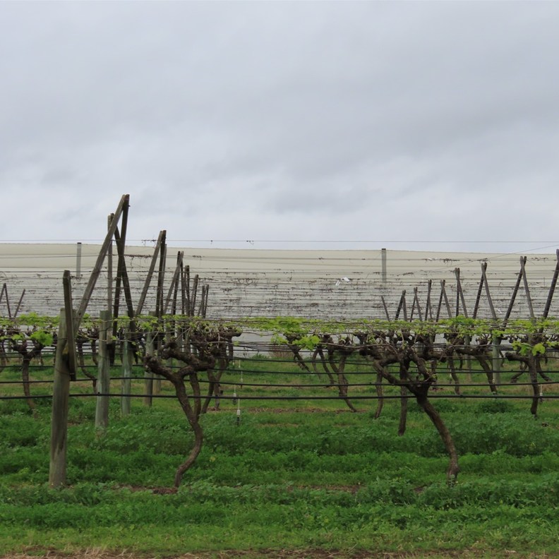 Vineyards