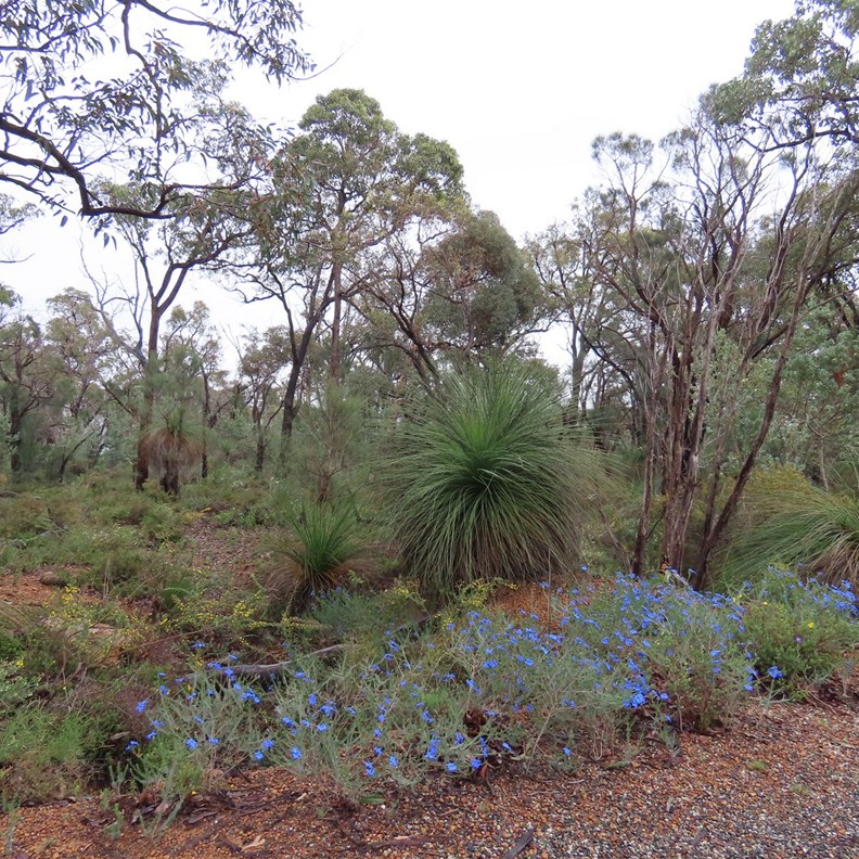 John Forrest National Park