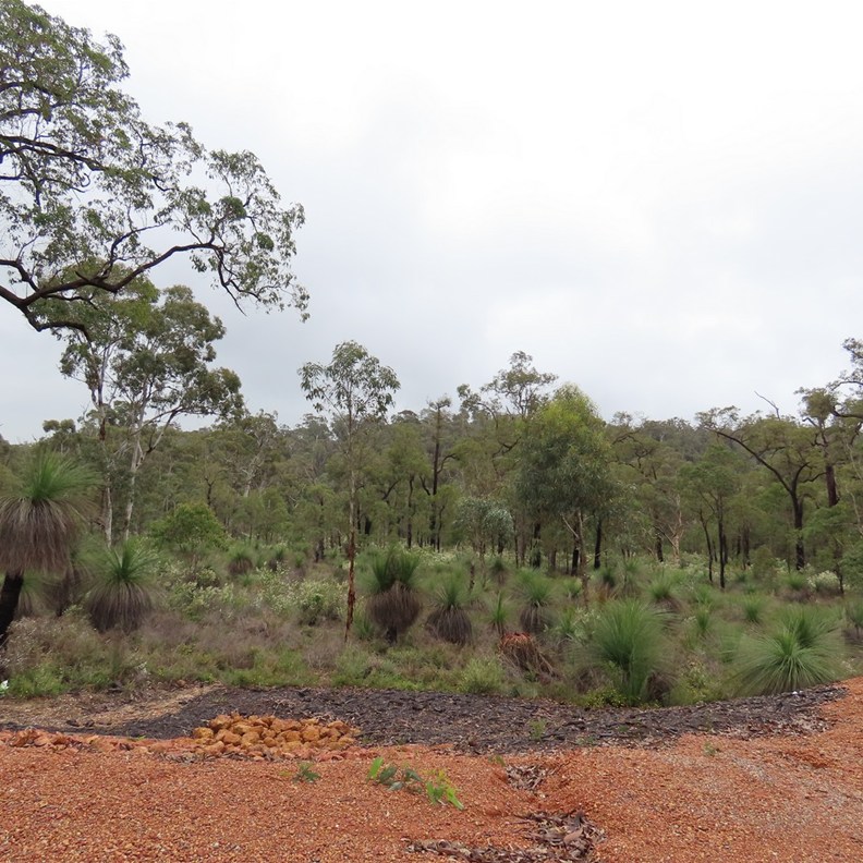 John Forrest National Park 2