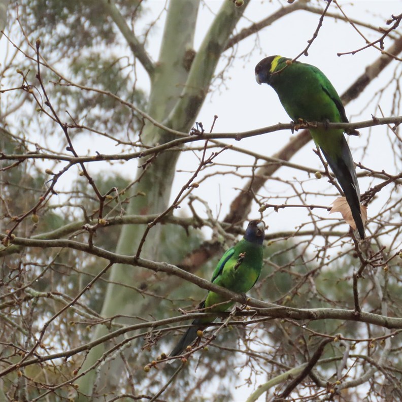Australian Ringnecks