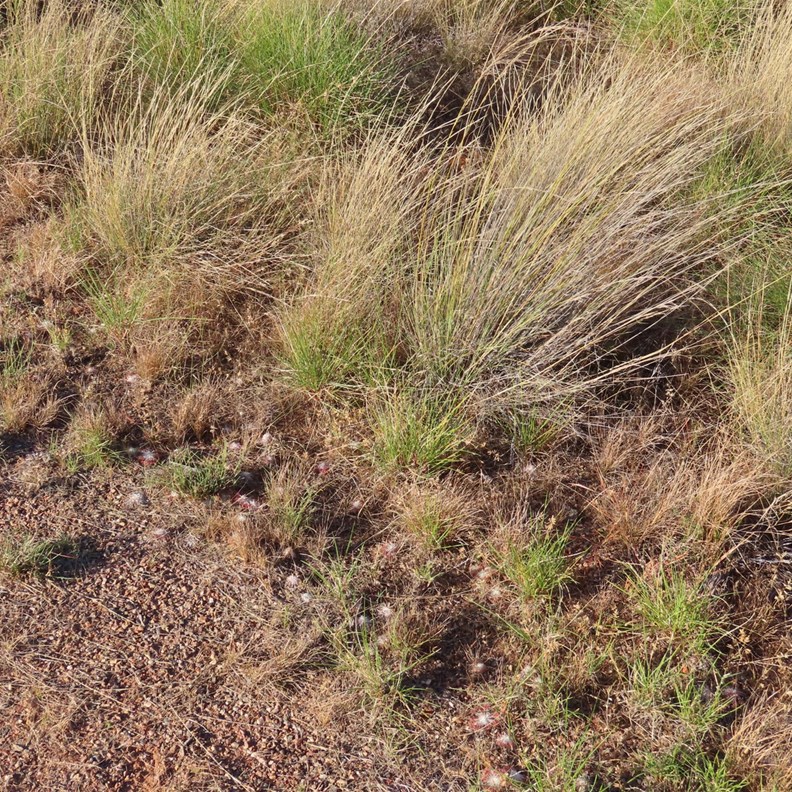 Wildflowers 1