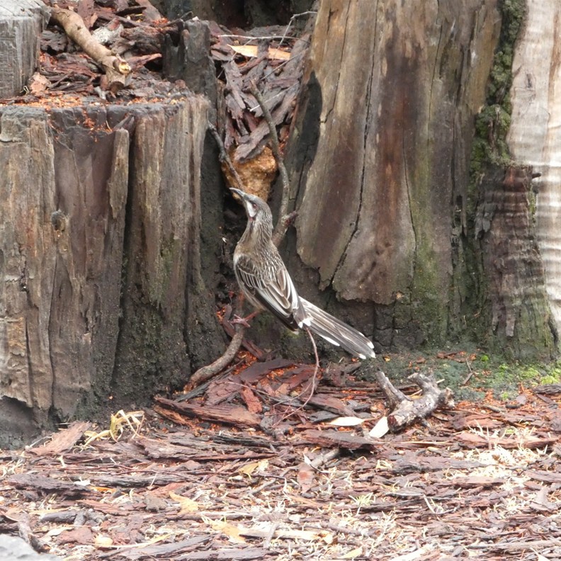 Red Wattlebird