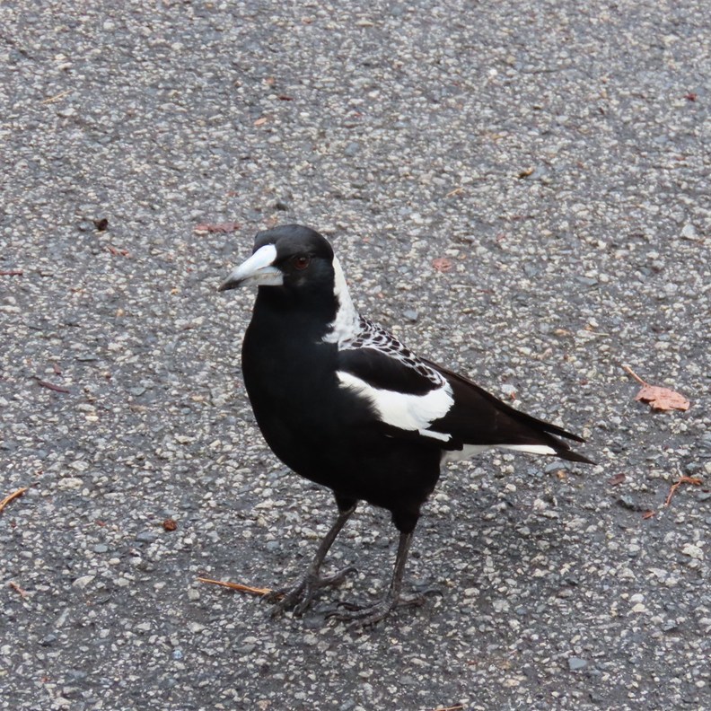 Western Magpie