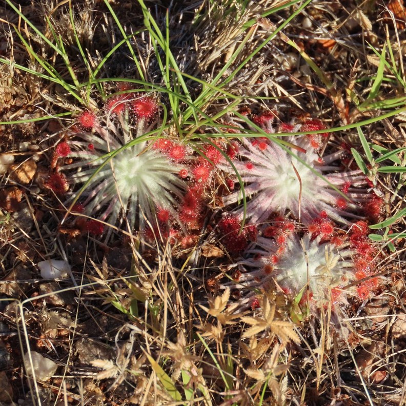 Wildflowers 2