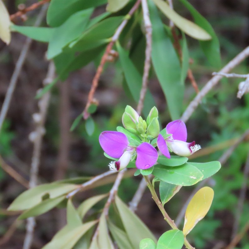 Myrtle-leaf Milkwort