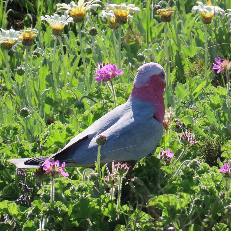 Galah