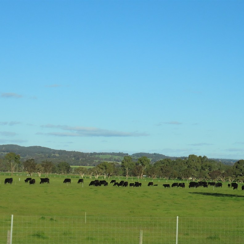 Road to Margaret River 3