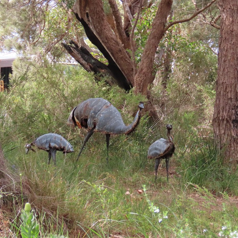 Emus