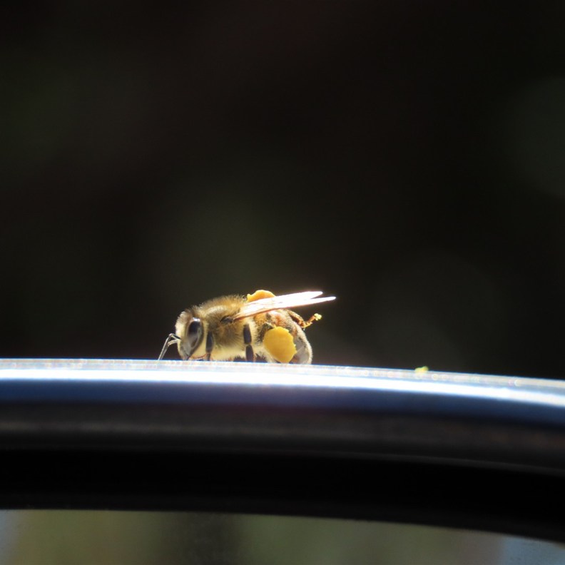 Honey Bee with a collection of pollen