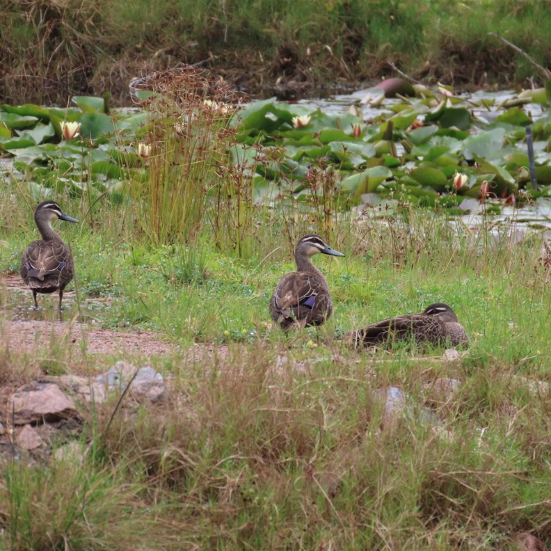 Ducks