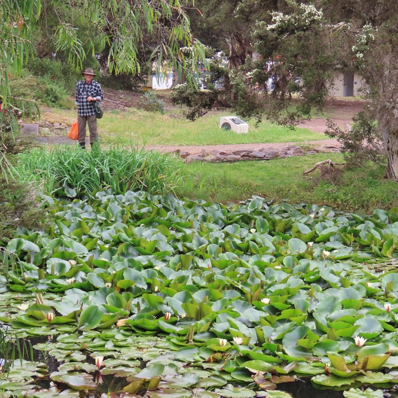 Lily Pond