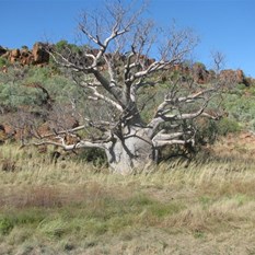 Boab tree Victoria River
