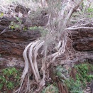 Tree root system near Fern Pool