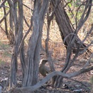 Male Bower Bird courting the female