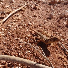wiluna Dragon