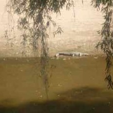 Croc - Windjana Gorge