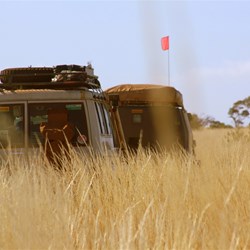 The spinifex was well over bonnet height