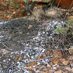 A Bower Bird's bower