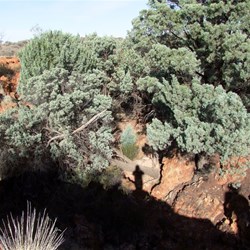 What appear to be Cypress Pines