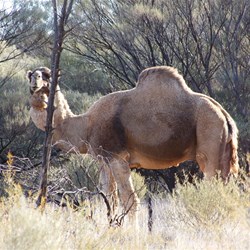 Camels - about the only large wild life you see