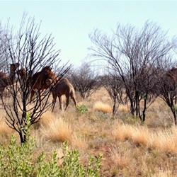 An abundance of camels