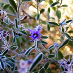 Different purple one