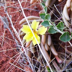 And now for something different a yellow one