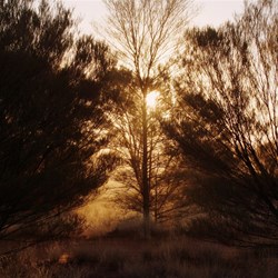 The setting sun through the Desert Oaks