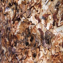 Marble Gum bark
