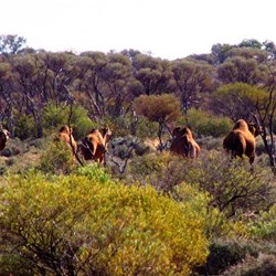 1st mob of camels we spotted