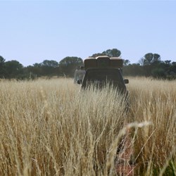 Bonnet high spinifex