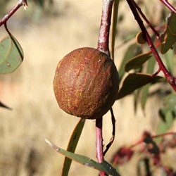 Growth on a Marble Gum stem