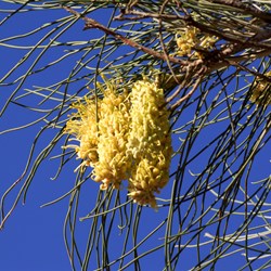Corkwood (Hakea lorea)