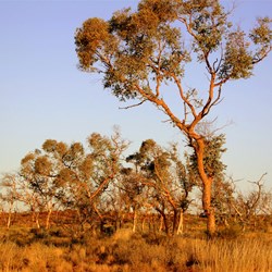 Sun reflecting off the trees