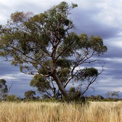 Vast areas of spinifex with the occasional majestic gum