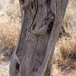 Frank Hann blazed tree