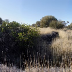Biggest spinifex ring you're ever likely to see