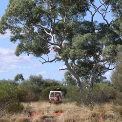 Ever changing vegetation
