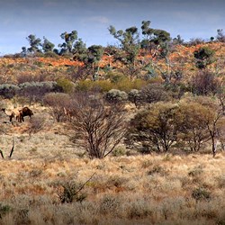 Camels ignoring our passage