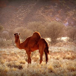 This camel wasn't worried about our presence 