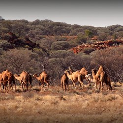 Decent sized mob of camels