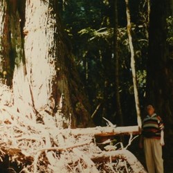 Big Stringybark trees