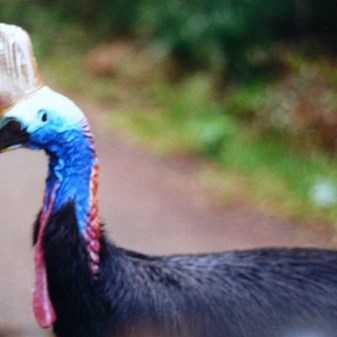 cassowary